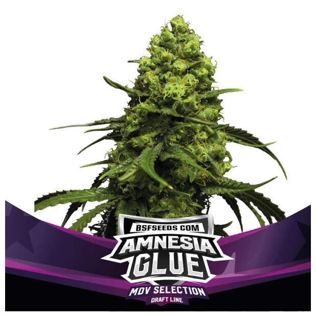 Bsf Seeds Amnesia Glue 12 Stk feminisiert