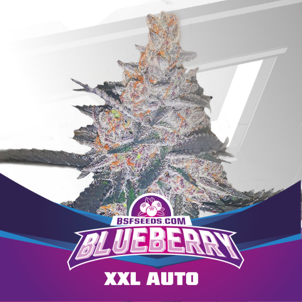 Bsf Seeds Blueberry XXL Auto 12 Stk feminisiert