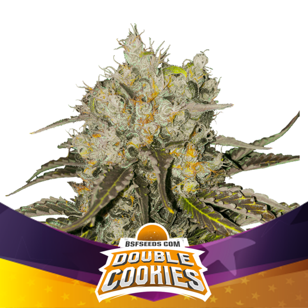 Bsf Seeds Double Cookies 100 pcs feminised