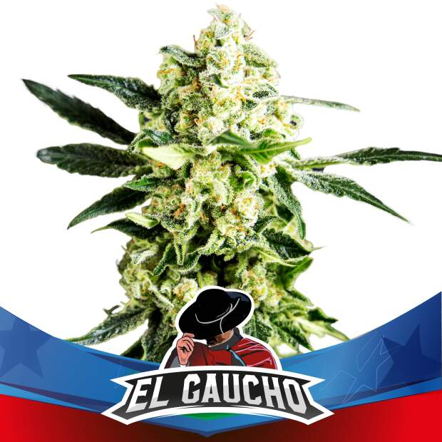 Bsf Seeds El Gaucho Fast Version 2 pcs feminised