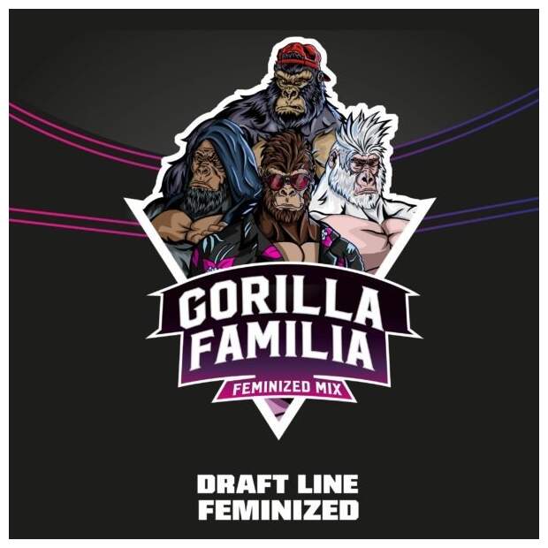 Bsf Seeds Gorilla Familia Feminized Mix - Draft Line 12 Stk feminisiert
