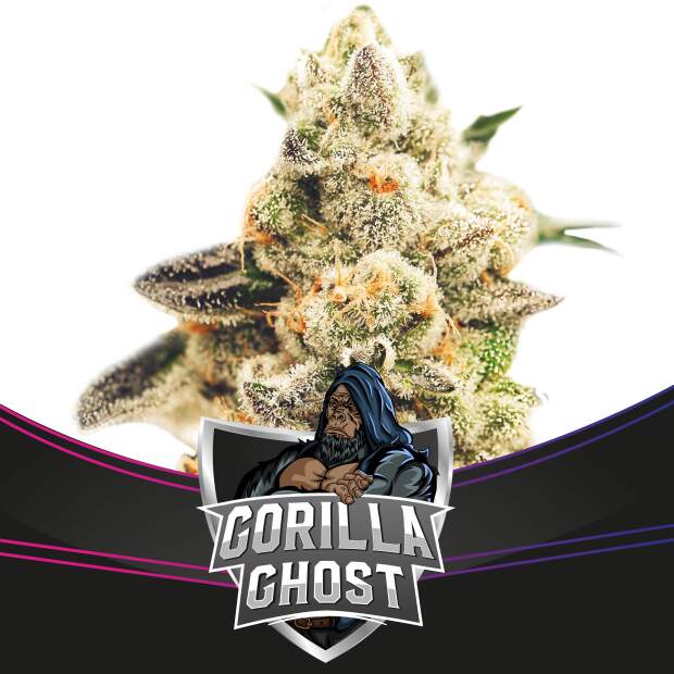 Bsf Seeds Gorilla Ghost - Draft Line 2 pcs feminised