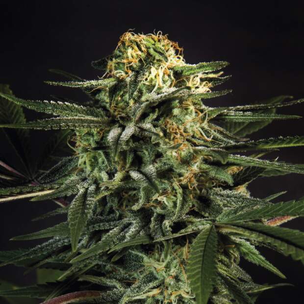 Bsf Seeds Green Tiger Fast Version 7 Stk feminisiert