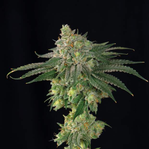 Bsf Seeds Lebron Haze 2 pcs feminised