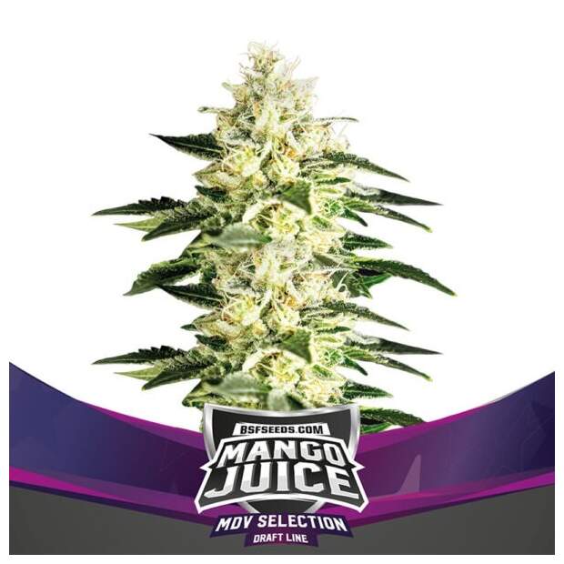 Bsf Seeds Mango Juice 4 Stk feminisiert