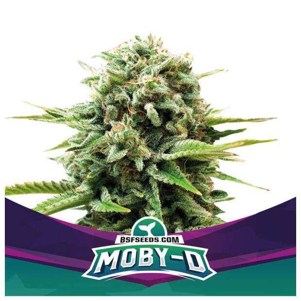 Bsf Seeds Moby-D 7 Stk feminisiert