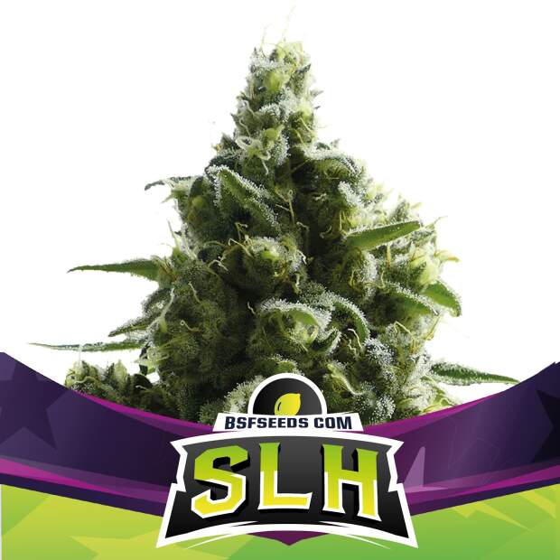 Bsf Seeds Slh - Super Lemon Haze 2 pcs feminised