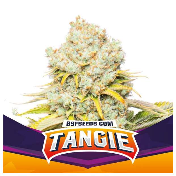 Bsf Seeds Tangie 2 Stk feminisiert