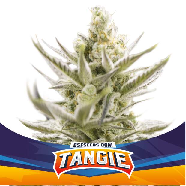 Bsf Seeds Tangie XXL Auto 2 Stk feminisiert