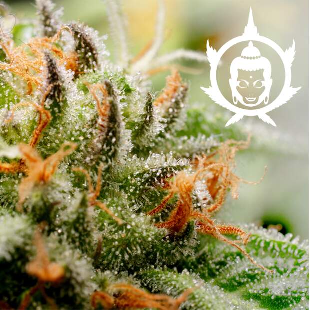 Buddha Seeds Assorted Auto 10 Stk feminisiert