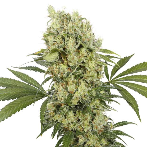 Buddha Seeds Medikit CBD 10 Stk feminisiert