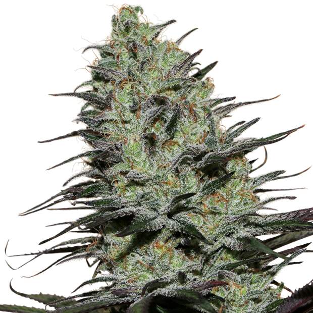 Buddha Seeds Morpheus10 pcs feminised