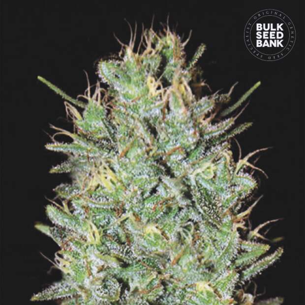 Bulk Seeds Bank Amnesia Haze 10 pcs feminised