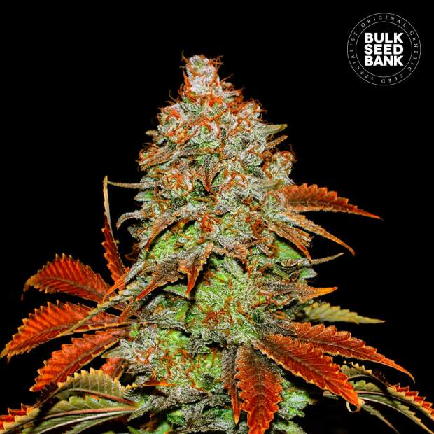 Bulk Seeds Bank Auto Bubblegum Extra 5 Stk feminisiert