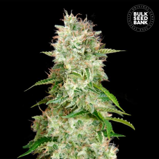 Bulk Seeds Bank Auto Cheese 100 Stk feminisiert