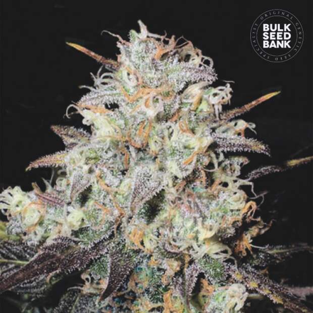 Bulk Seeds Bank Auto Cocopopo 10 Stk feminisiert