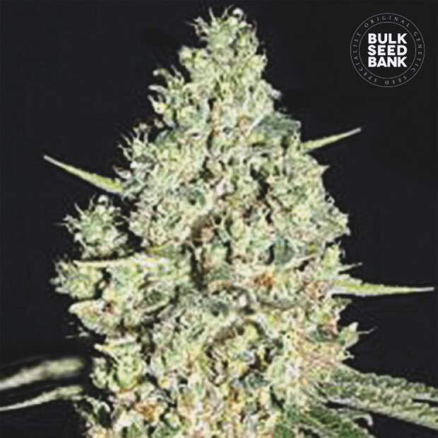 Bulk Seeds Bank Auto Critical 100 pcs feminised