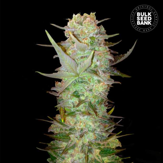 Bulk Seeds Bank Auto Dubai Poison 5 Stk feminisiert