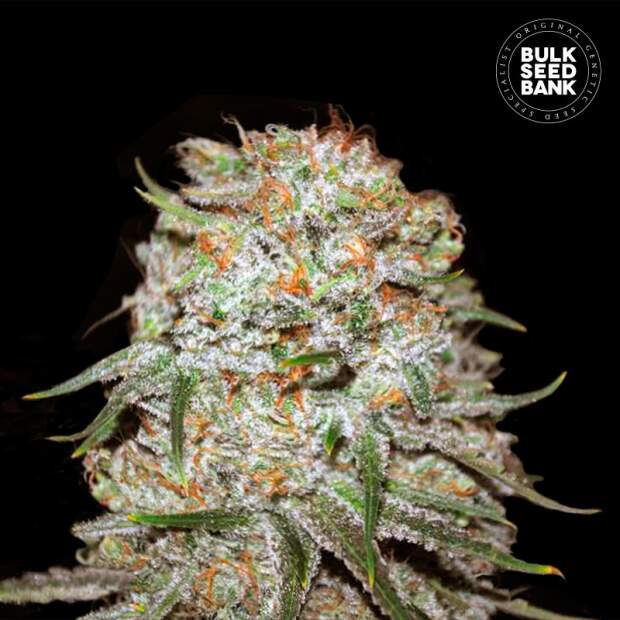 Bulk Seeds Bank Auto East Ryder 100 Stk feminisiert