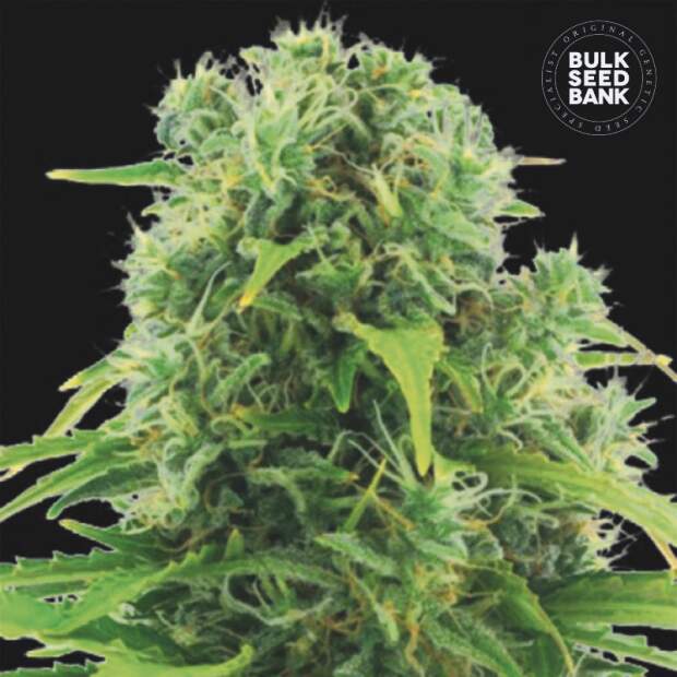 Bulk Seeds Bank Auto Northern Light 10 Stk feminisiert