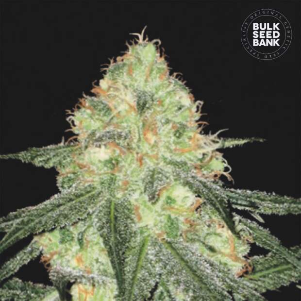 Bulk Seeds Bank Auto Sour Diesel 5 pcs feminised