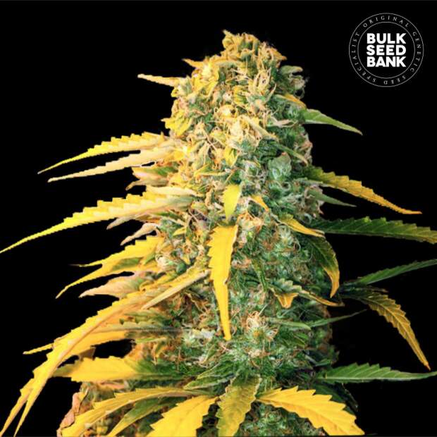 Bulk Seeds Bank Auto White Widow 10 Stk feminisiert