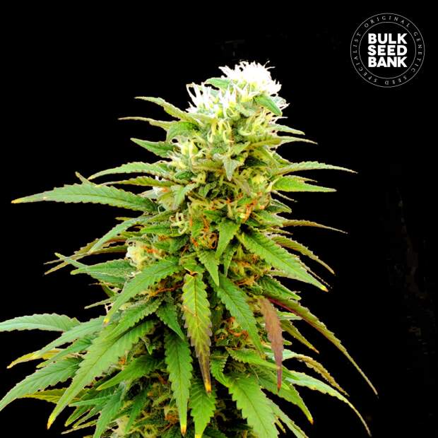 Bulk Seeds Bank Auto Zkittly Zi Zi 10 Stk feminisiert