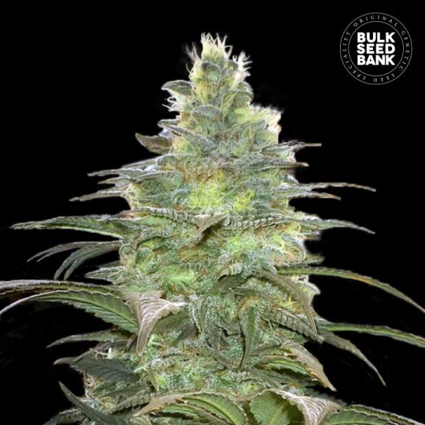 Bulk Seeds Bank Blueberry Berry 5 Stk feminisiert