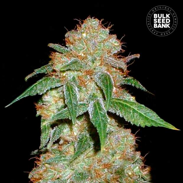 Bulk Seeds Bank Dark Domina 100 pcs feminised