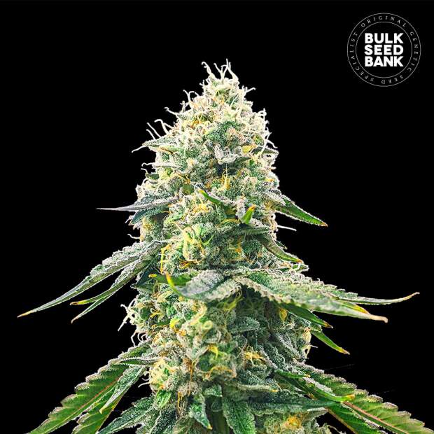 Bulk Seeds Bank Gelato Samba 5 Stk feminisiert