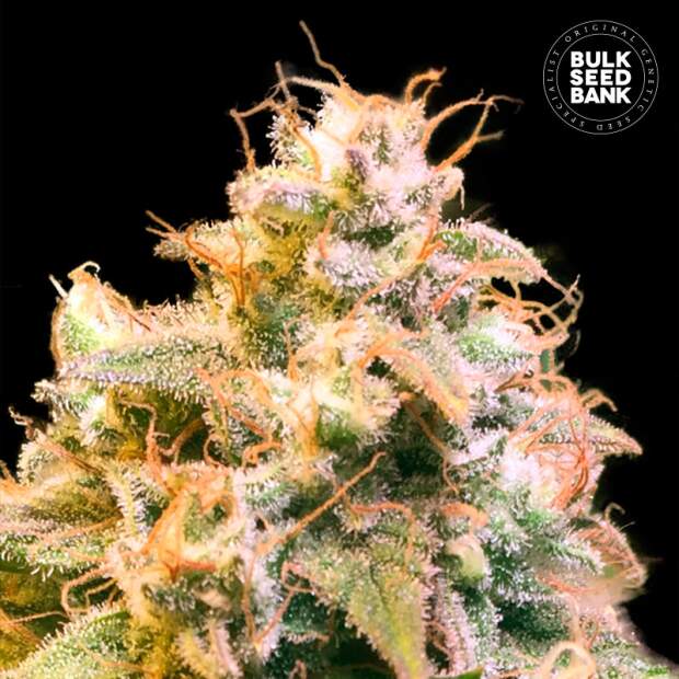 Bulk Seeds Bank Guerilla Glue 5 Stk feminisiert