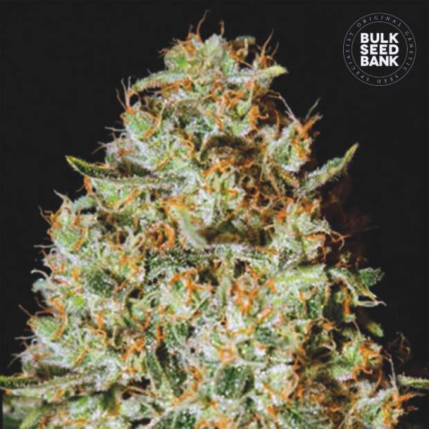 Bulk Seeds Bank Nepal Gold 5 Stk feminisiert