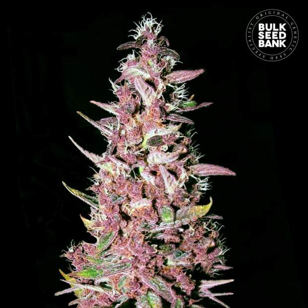 Bulk Seeds Bank Purple Glam Kush 5 Stk feminisiert