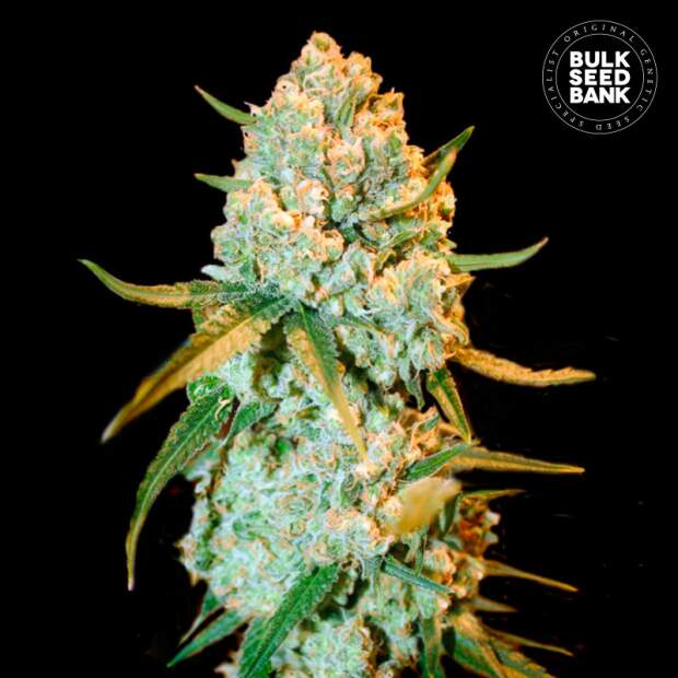 Bulk Seeds Bank Special Crystal Haze 10 Stk feminisiert