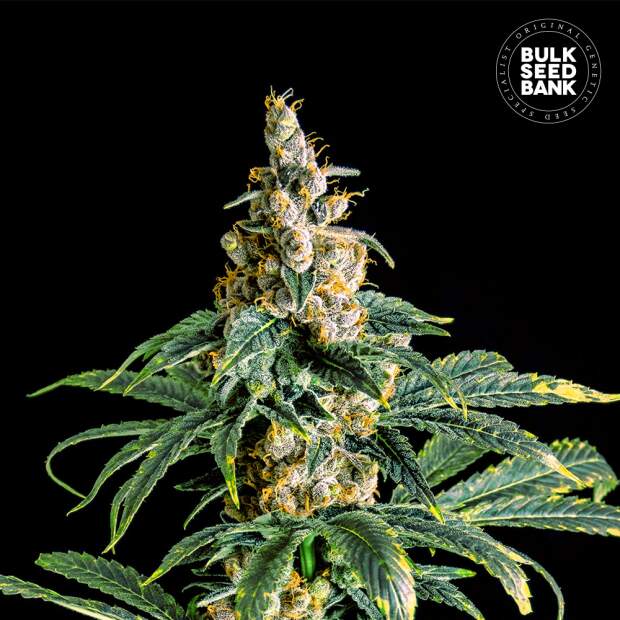 Bulk Seeds Bank Zkittly Zi Zi 10 Stk feminisiert