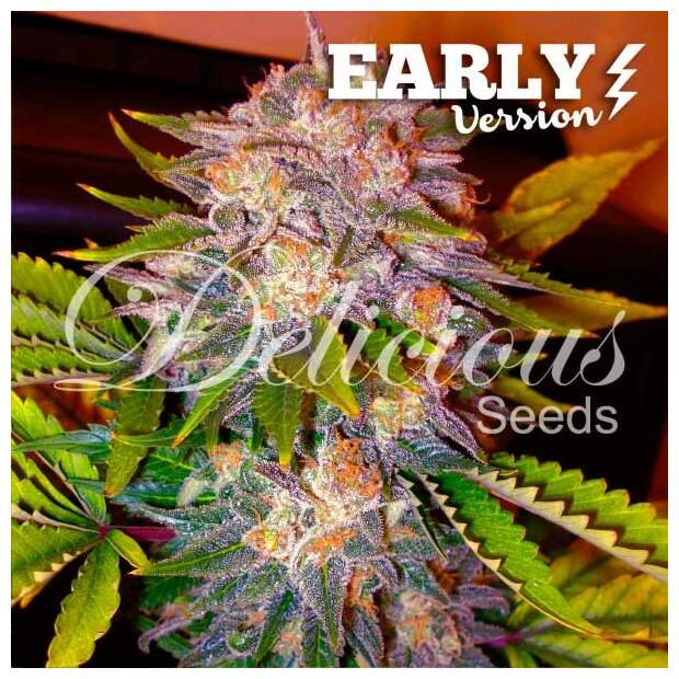 Delicious Seeds Caramelo Early Version 3 Stk feminisiert