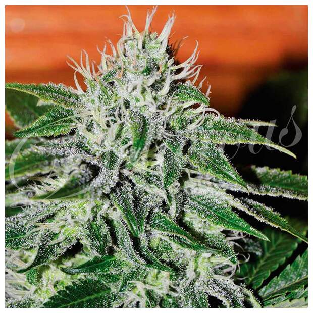 Delicious Seeds Critical Jack Herer 3 pcs feminised