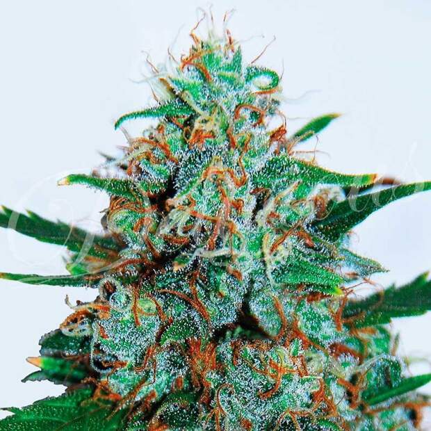 Delicious Seeds Critical Neville Haze Auto 3 Stk feminisiert