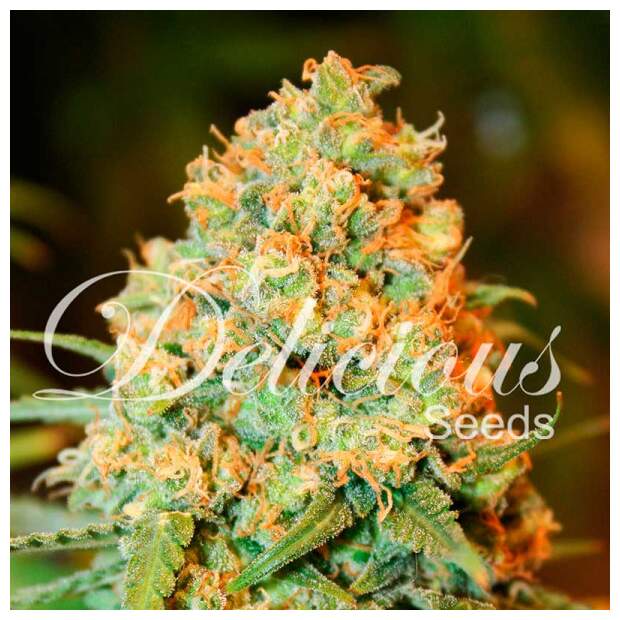 Delicious Seeds Critical Super Silver Haze 5 pcs feminised