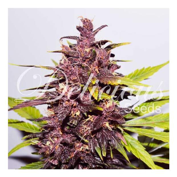 Delicious Seeds Auto Dark Purple 10 pcs feminised