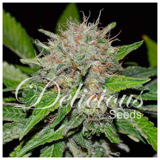 Delicious Seeds Deep Mandarine 3 pcs feminised