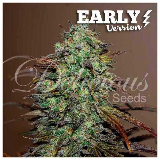 Delicious Seeds Eleven Roses Early Version 5 Stk feminisiert