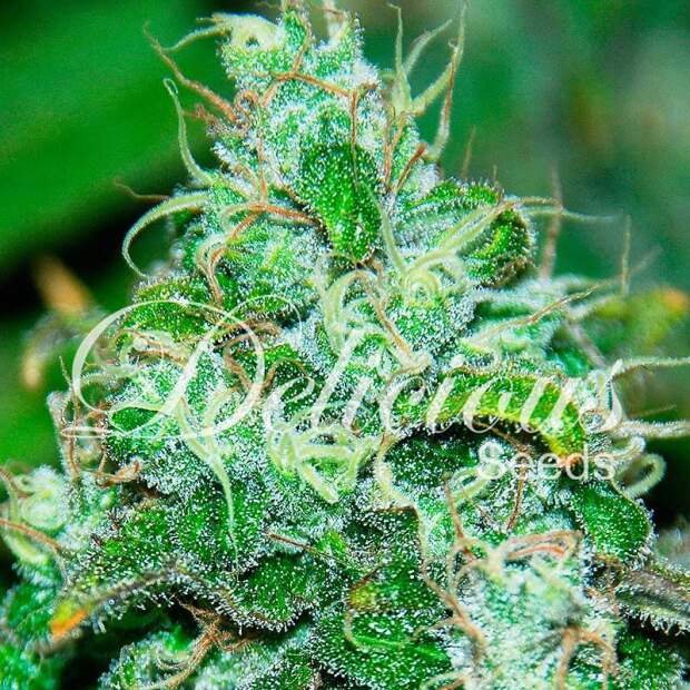 Delicious Seeds Fruity Chronic Juice 3 Stk feminisiert