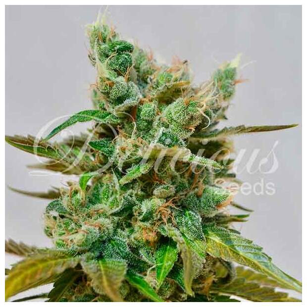 Delicious Seeds Honey Bells 5 Stk feminisiert