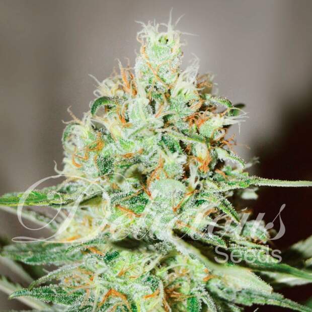 Delicious Seeds Jägg Kush 3 pcs feminised