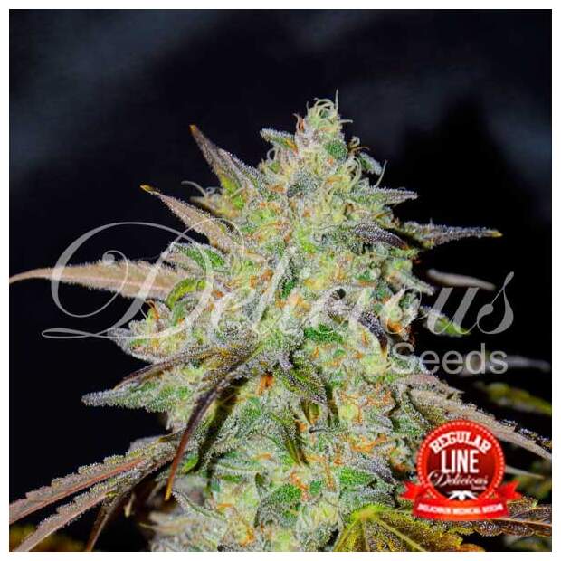 Delicious Seeds Marmalate 7 Stk regular