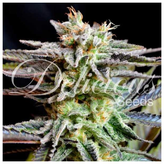 Delicious Seeds Sugar Black Rose 10 Stk feminisiert