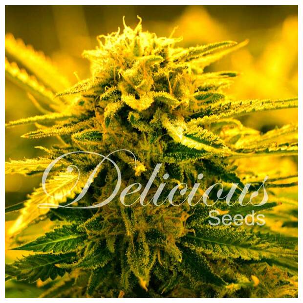 Delicious Seeds Sugar Black Rose Auto 5 Stk feminisiert