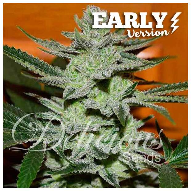 Delicious Seeds Unknown Kush Early Version 3 Stk feminisiert