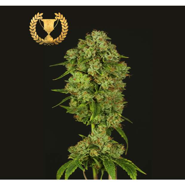 Devils Harvest Seeds Casey Jones 3 Stk feminisiert